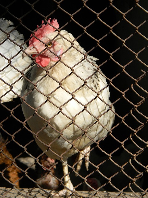 为队友创造 为队友创造